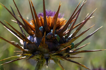 close up of thistle flower and bronze beetles