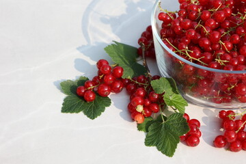 Bright red currants are placed in a glass bowl alongside their green leaves, ready for eat on clear gray background with copy space, sun light  and shadows