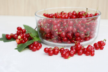 Organically grown red currants are gathered and presented in a clear glass bowl, highlighting their vibrant color and freshness