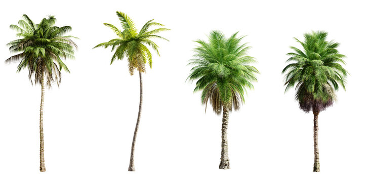 Four palm trees isolated on transparent background. 3D render. 3D illustration.