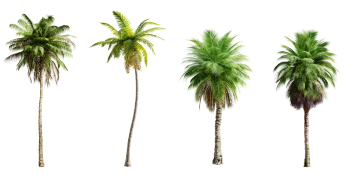 Four palm trees isolated on transparent background. 3D render. 3D illustration.