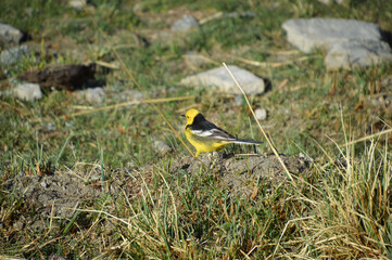 The Grey Wagtail Colorful Yellow Belly Bird Spotted in Pangong Tso, Ladakh 