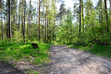 A sunlit forest path leading into the woods