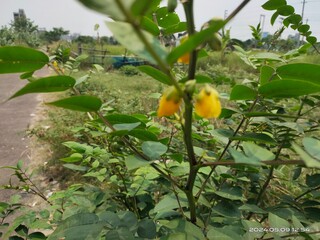 orange fruit on a tree