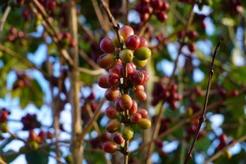 coffee berries on its branch with various ripeness