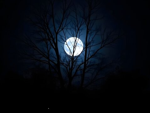 Observing Full Moon Shining Brightly Through Silhouette of Bare Trees at Night