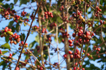 full of coffee berries on its tree