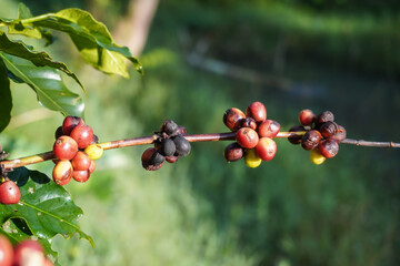overripe coffee berries