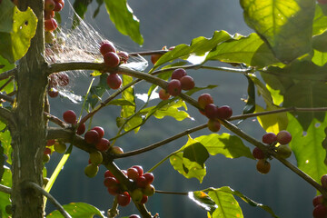 red coffee berries on a tree