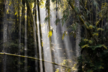 Sun rays in the morning in a bamboo forest