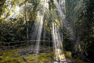 Sun rays coming from behind the trees