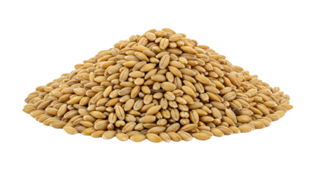 A large mound of golden wheat grains piled high on a clean white background, ideal for agricultural and culinary themes