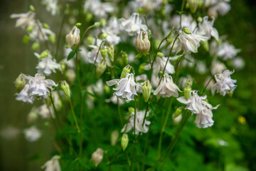 Soft white columbine flowers in green garden on blurred floral background