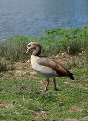 Egyptian goose (Alopochen aegyptiacus) walking along the bank of the lake