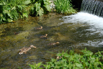 Female mallard duck and ducklings swimming upstream on the river