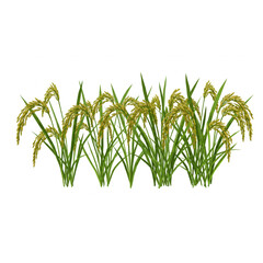 Lush Rice Paddy Stalks Graphic Design Element Perfect for Agriculture Branding Logos and Nature Themes
