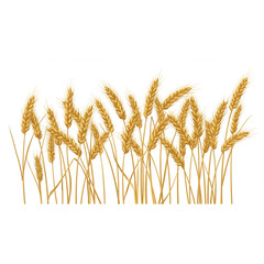 Golden Wheat Stalks Graphic Design Element perfect for Harvest Season Branding Projects and Agriculture Logos