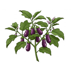 A vibrant eggplant plant brimming with ripe purple fruits and lush green leaves ideal for farm fresh food branding logos and botanical designs