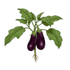 Delightful Eggplant Plant with Lush Green Leaves a Scalable Design perfect for Food Branding or Culinary Logos