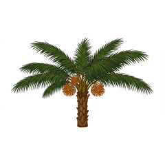 A lush date palm tree graphic featuring detailed leaves and ripe dates perfect for tropical designs, branding projects, and logo creation.