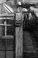 A wooden greenhouse with film stretched over frames and wooden beams. The structure has wooden panels and glass windows, rustic design. Vegetable plants are visible inside, in a protected environment.