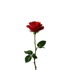 Beautiful Red Rose with Green Leaves Isolated on Black Background Perfect for Romantic and Nature Themes