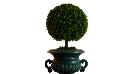 Photo of topiary tree into a perfect ball shape isolated on transparent background.png
