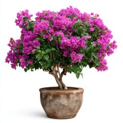 Naklejka premium Bougainvillea plant with purple flowers in a pot isolated on white background