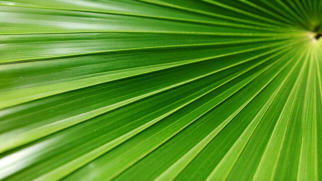 Close-up of a vibrant green palm leaf showcasing its intricate texture. Perfect for nature, spa, or tropical designs.