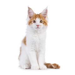 Adorable red with white Maine Coon cat kitten, sitting up facing front. Looking beside camera. Isolated on a white background.
