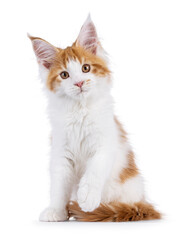 Adorable red with white Maine Coon cat kitten, sitting up facing front. Looking towards camera, one paw playful lifted. Isolated on a white background.