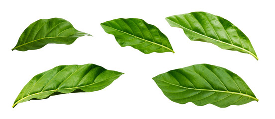 Set of green leaves isolated on white background
