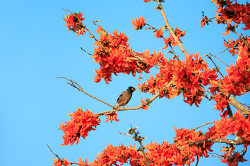 Mynas bird sitting on a Bastard Teak flowers blooming, Flame of the Forest (Butea monosperma (Lam.) Taub.) with blue sky background, Tropical flowers, Orange flowers