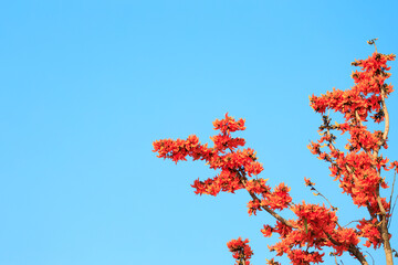 Bastard Teak flowers blooming, Flame of the Forest (Butea monosperma (Lam.) Taub.) with blue sky background, Tropical flowers, Orange flowers