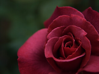 5月に美しく咲いた茶色いバラの花「ブラックティー」