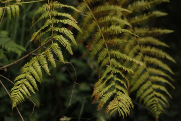 Spring vegetation in the park
