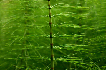 Spring vegetation in the park