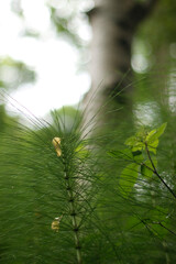 Spring vegetation in the park