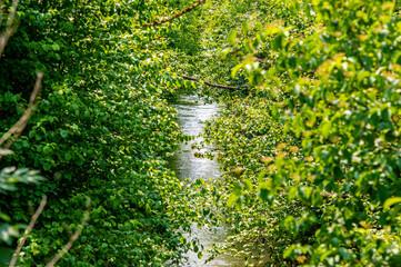 Ein Fluss fließt beständig durch einen Wald