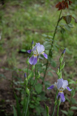 Blooming purple white with yellow splashes irises in the garden