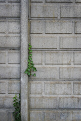 Vertical ivy stem growing in the crack of a concrete wall, symbolizing resilience and urban nature