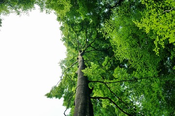 Fototapeta premium green old tree in the forest