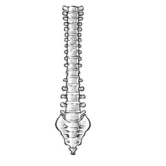 human spine handdrawn illustration⁠
