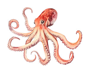 Watercolor ai-generared illustration of a Red Octopus. Isolated on a transparent background
