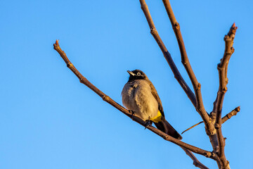 Close-up of White-spectacled Bulbul on branch at sunset. Olive-brown upperparts, pale underparts...