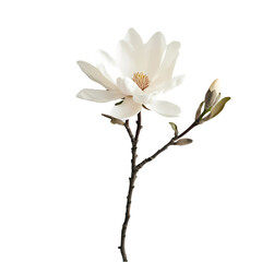Obraz premium Elegant White Magnolia Blossom with Bud Botanical Photography isolated on transparent background