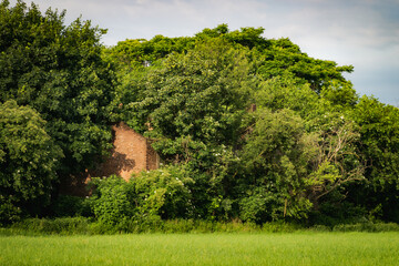 Old brick structure overtaken by trees and plants, symbol of decay and nature reclaiming man-made space