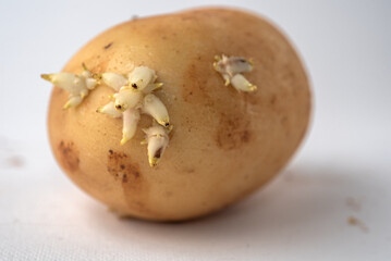 Fresh potato sprout on a white background 