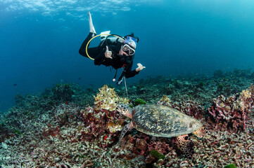 Female scuba diver diving with hawksbill sea turtle while it is bitting hard coral in Similan National Park, Andaman Sea, Thailand. Endangered species and Marine life conservation