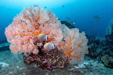 A couple of redtail butterfly fish with beautiful pink Gorgonian sea fan corals at Tachai Pinnacle, a dive site for scuba diving near Tachai Island in Similan National Park, Andaman Sea, Thailand.